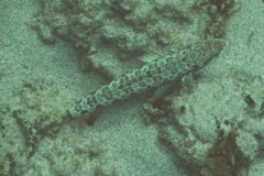 Lizardfish - Blue-striped Lizardfish - Synodus saurus