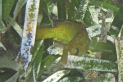 Parrotfish - Bucktooth Parrotfish - Sparisoma radians