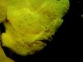 Frogfish - Spotfin Frogfish - Antennarius nummifer