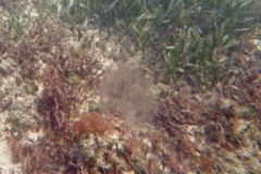 Jellyfish - Sea Walnut - Mnemiopsis mccradyi