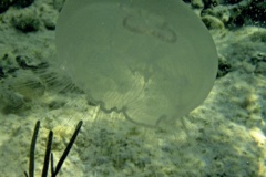 Jellyfish - Moon Jelly - Aurelia aurita