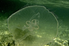 Jellyfish - Moon Jelly - Aurelia aurita