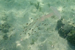 Jellyfish - Plagusia Jellyfish - Plagusia noctiluca