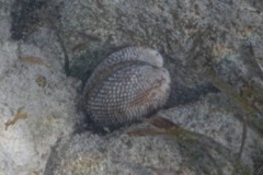 Bivalve Mollusc - Giant Heart Cockle - Dinocardium robustum