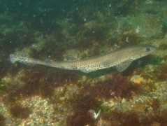 Sharks - Small-spotted catshark - Scyliorhinus canicula