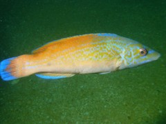 Wrasse - Cuckoo Wrasse - Labrus mixtus