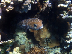 Porcupinefish - Porcupinefish - Diodon hystrix