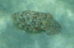 Cephalopoda - Pharaoh Cuttlefish - Sepia pharaonis