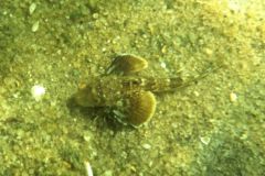 Gurnards - Northern Sea Robin - Prionotus carolinus