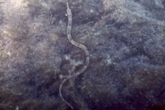 Pipefish - Northern Pipefish - Syngnathus fuscus