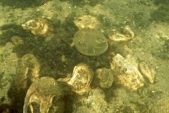 True Oysters - Atlantic Oyster - Crassostrea virginica