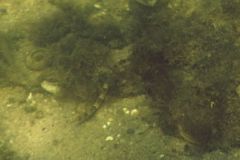 Pipefish - Northern Pipefish - Syngnathus fuscus