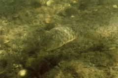 Pufferfish - Northern Puffer - Sphoeroides maculatus