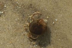 Crabs - Long Clawed Hermit Crab - Pagurus longicarpus