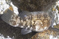 Wrasse - Tautog - Tautoga onitis