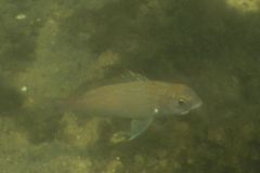 Wrasse - Cunner - Tautogolabrus adspersus