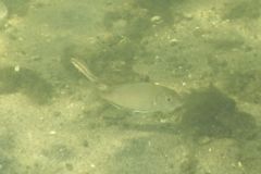 Wrasse - Cunner - Tautogolabrus adspersus