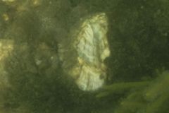 True Oysters - Atlantic Oyster - Crassostrea virginica