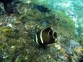 Angelfish - French Angelfish - Pomacanthus paru