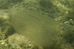 Jellyfish - Northern Comb Jellyfish - Mnemiopsis leidyii