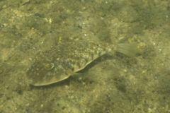 Pufferfish - Northern Puffer - Sphoeroides maculatus