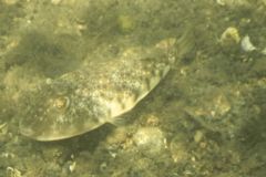 Pufferfish - Northern Puffer - Sphoeroides maculatus