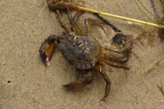 True Crabs - European Green Crab - Carcinus maenas