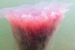 Jellyfish - Lion's Mane Jellyfish - Cyanea capillata