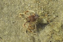 Crabs - Long Clawed Hermit Crab - Pagurus longicarpus