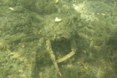 True Crabs - Common Spider Crab - Libininia emarginata