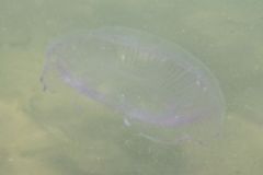 Jellyfish - Flat Jellyfish - Aequorea tenuis
