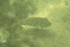 Pufferfish - Northern Puffer - Sphoeroides maculatus