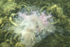 True Crabs - Common Spider Crab - Libininia emarginata