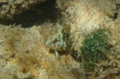 Blennies - Dusky Blenny - Malacoctenus gilli