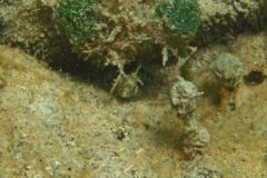 Blennies - Dusky Blenny - Malacoctenus gilli