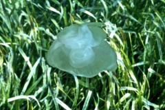 Jellyfish - Moon Jelly - Aurelia aurita