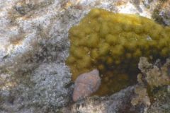 Sea Snails - Tulip Snail - Fasciolaria tulipa