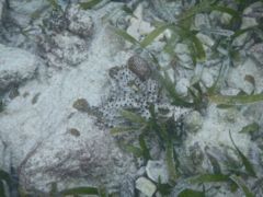 Starfish - Cushion Sea Star - Oreaster reticulatus