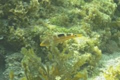 Wrasse - Puddingwife - Halichoeres radiatus