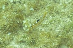 Wrasse - Puddingwife - Halichoeres radiatus