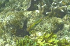 Wrasse - Clown Wrasse - Halichoeres maculipina