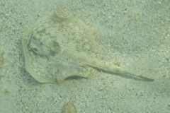 Stingrays - Yellow Stingray - Urolophus jamaicensis