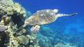 Turtle - Green Sea Turtle - Chelonia mydas