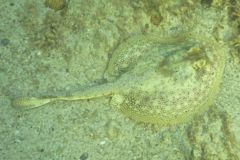 Stingrays - Yellow Stingray - Urolophus jamaicensis