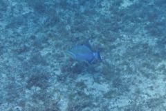 Triggerfish - Queen Triggerfish - Balistes vetula