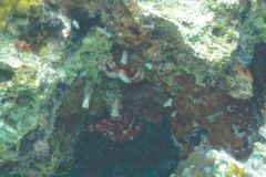 Featherduster worms - Split-crown Featherduster - Anamobaea orstedii