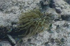 Wrasse - Bluehead Wrasse - Thalassoma bifasciatum