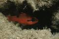 Cardinalfish - Flamefish - Apogon maculatus