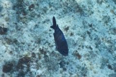 Damselfish - Sergeant Major - Abudefduf saxatilis