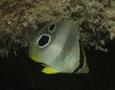 Butterflyfish - Foureye Butterflyfish - Chaetodon capistratus